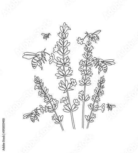 Lavender With Bees. Minimalistic one-line drawing lavender flower spikes with bees visiting blooms for nectar, continuous single black line on white