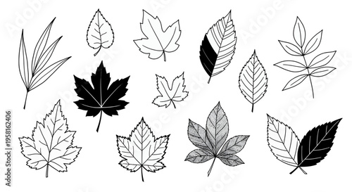 set of hand drawn vector illustration leaves silhouettes