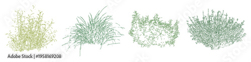 Vector set of colorful ornamental grasses in elevation view for architectural drawings	
