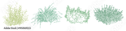 Картината върху платно Set of colorful ornamental grasses in elevation view for architectural drawings