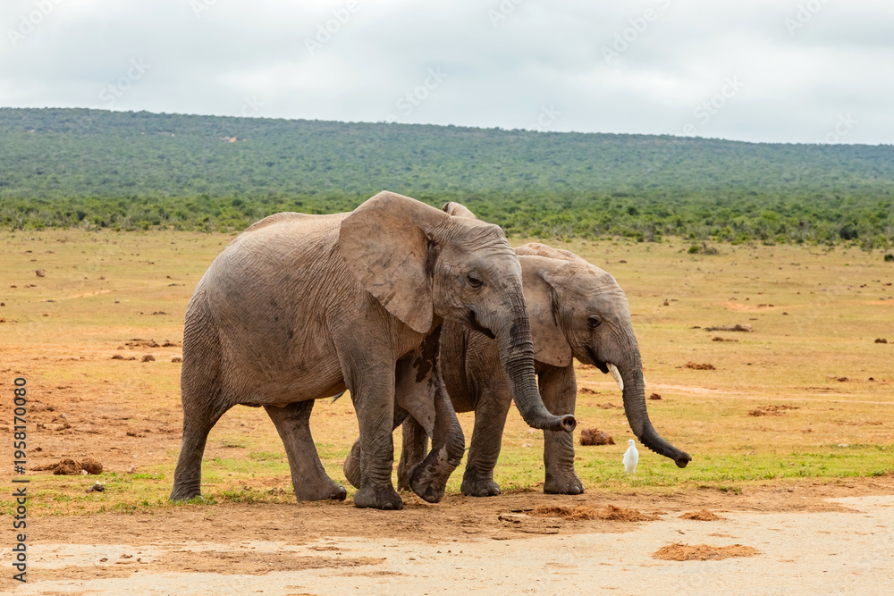 Fototapeta premium Elephant in Addo Elephant Safari Park