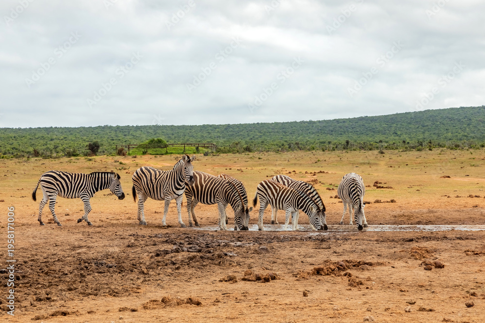 Fototapeta premium Zebra in Addo Elephant Safari Park