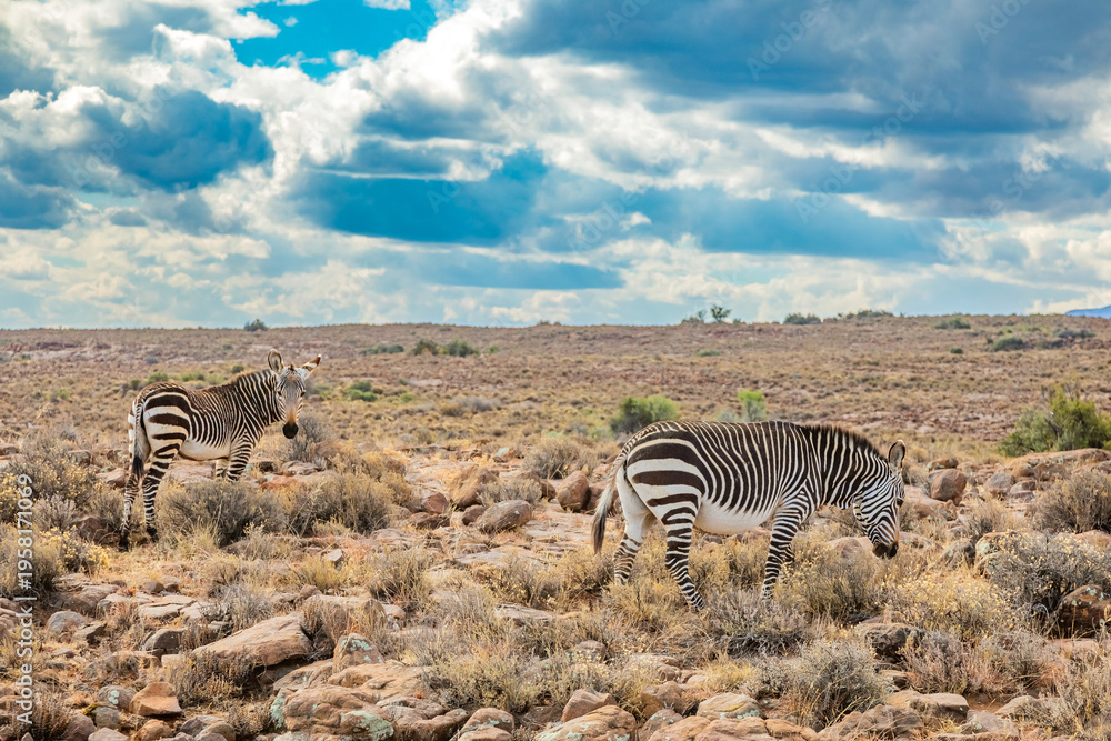 Fototapeta premium Mountain Zebra grazing in Karoo game reserve