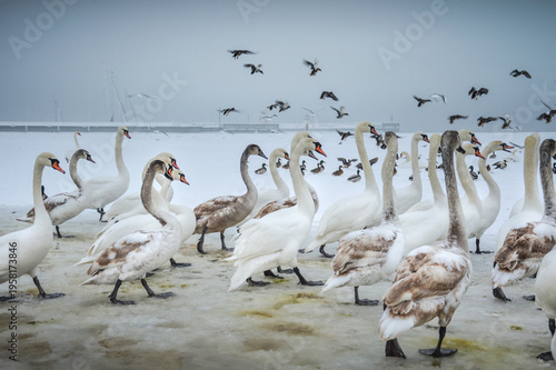 Sopot, Pomorskie, Poland - 02.11.2026: Birds at frozen Baltic Sea