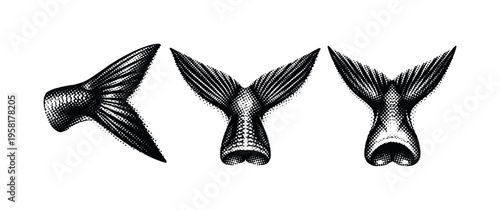 Flying fish tail A realistic flying fish tail with forked shape and muscular base, presented as the same tail in three different views. Black and white dot