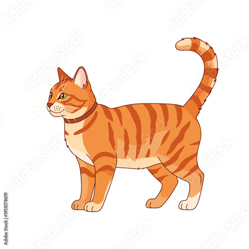 An orange tabby cat with a red collar stands on a white background