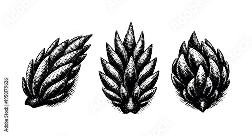 Nudibranch cerata A realistic set of nudibranch cerata with tapered organic forms arranged along the back, displayed as the same cerata in three different