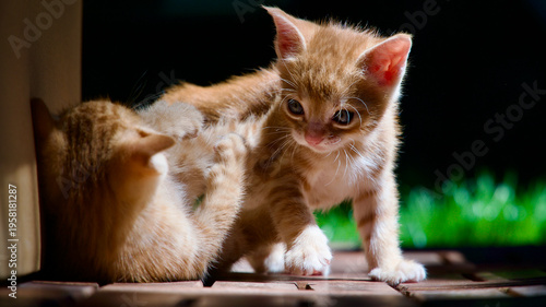 Fotografie Cute young tabby cat exploring nature with a wide-eyed and curious expression