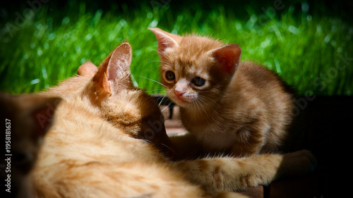 Принти на полотні Cute young tabby cat exploring nature with a wide-eyed and curious expression