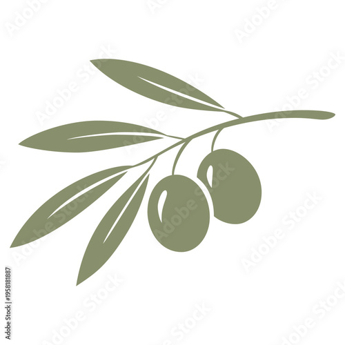 Isolated vector illustration of a fresh green olive branch with ripe fruit and organic leaves, a healthy Mediterranean food ingredient for oil or vegetarian cooking