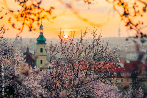 Photography Spring dawn in Prague shows blooming almond trees under a rising sun