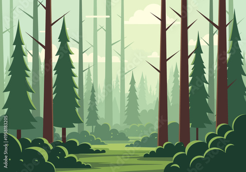 Tall Evergreen Trees in a Lush Forest Landscape.