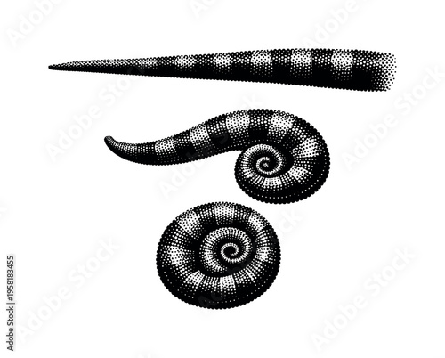 Veiled chameleon curled tail A realistic veiled chameleon tail presented as one object in three views: straight tail view, partially curled side view, and