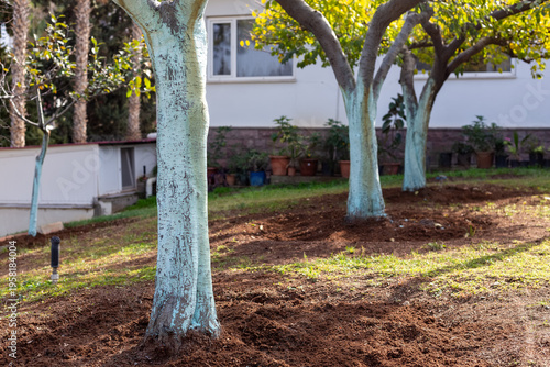 Foto Fruit trees with trunks painted with pesticides to deter harmful insects