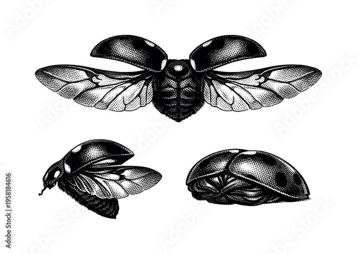 Seven spot ladybird wing anatomy A realistic seven spot ladybird wing represented as one object in three views: fully extended wing view, side angled view, and