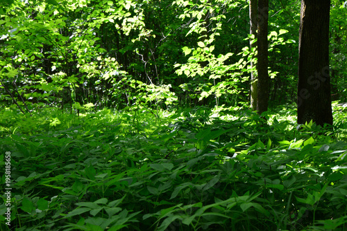 Fotografie Sunlight Filtering Through Lush Green Forest Undergrowth