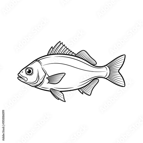 A drawing of a fish with fins and a tail