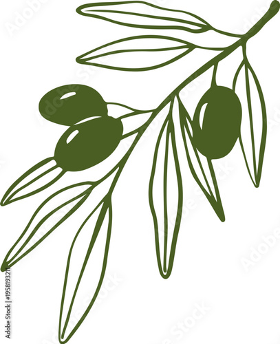Linear olive tree branch with leaves. Olive oil hand drawn vintage vector line art illustrations series