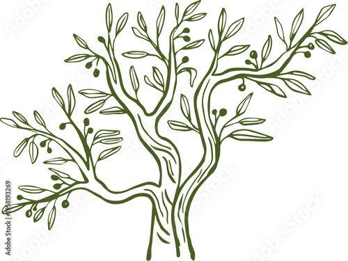 Retro linear olive tree drawing. Olive oil hand drawn vintage vector line art illustrations series