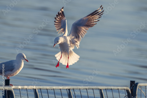A silver gull flares its wings and tail feathers gracefully as it comes in to land next to another seagull on a gate half submerged in a lake at Lake Coolmunda in Queensland, Australia.