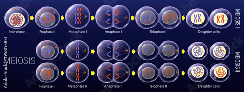 Diagram of Meiosis vector. Meiosis I and Meiosis II. Crossing over. Prophase, Metaphase, Anaphase, and Telophase. Cell division for education use. Biology science.