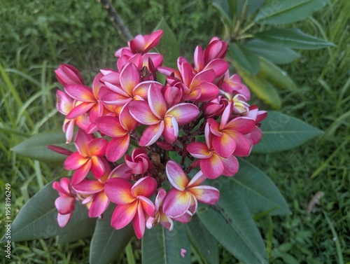 Cluster of dark pink frangipani flowers with yellow centers