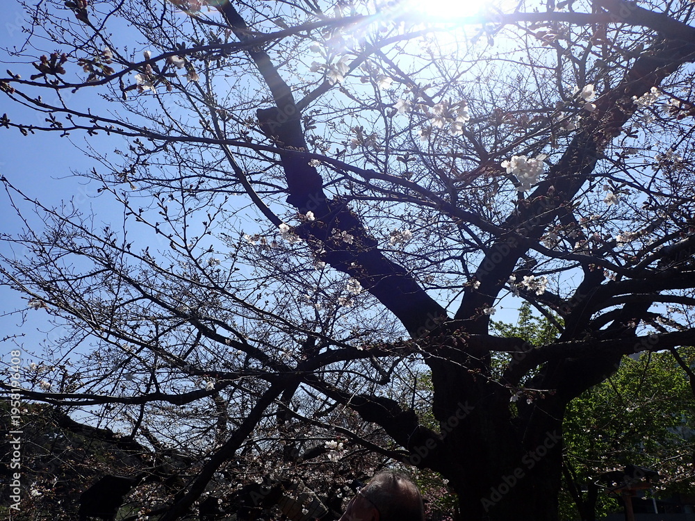 Φωτογραφία 花見シーズン直前の千鳥ヶ淵の桜
