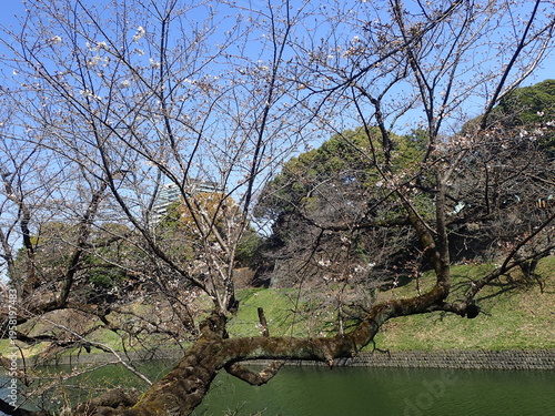 花見シーズン直前の千鳥ヶ淵の桜