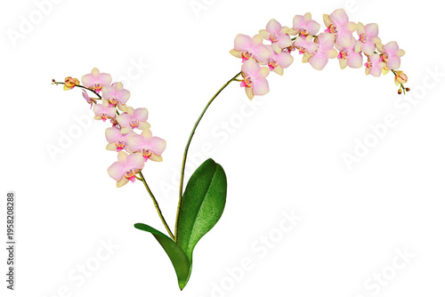 Blooming orchid for decoration and design.