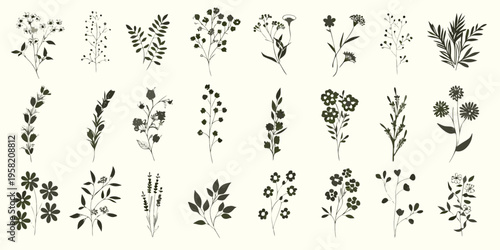 Vintage botanical illustration featuring various delicate wildflower and foliage sprigs