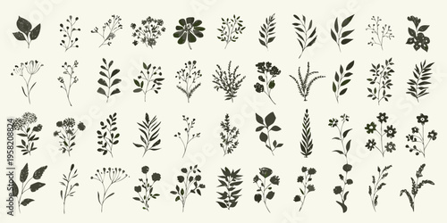 Collection of delicate botanical illustrations featuring various wildflowers and foliage