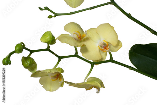 Yellow flowers on a branch of a phalaenopsis orchid.