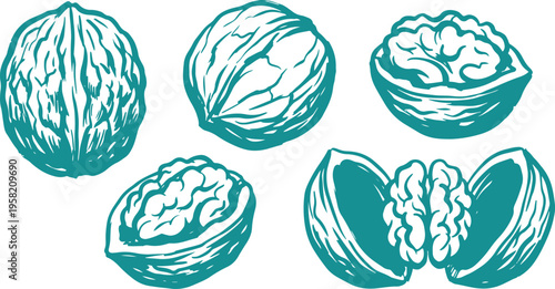 Walnut Vector Set, Hand Drawn Nut Food Clipart Design, Healthy Snack Line Art Illustration Collection.