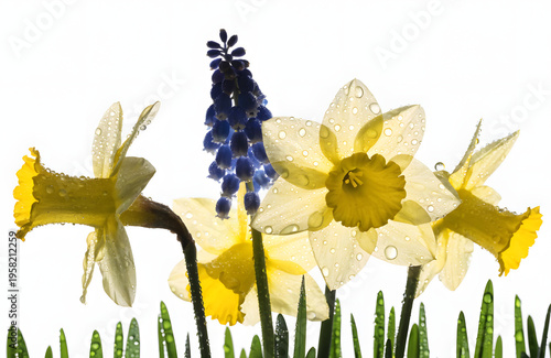daffodils in spring