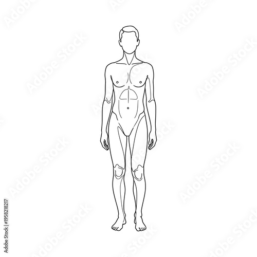 Detailed anatomical line drawing of a male human body, front view, standing pose, medical illustration