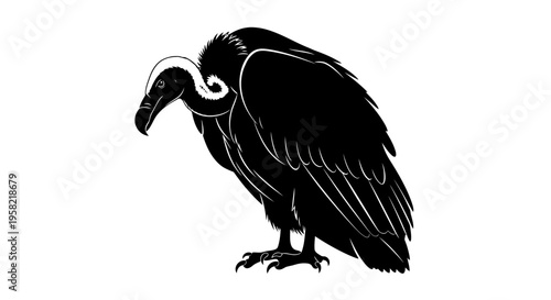 Black vulture standing with sharp claws and beak