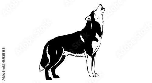 Black and white husky dog howling