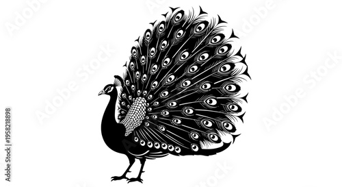 Black and white peacock standing with feathers spread
