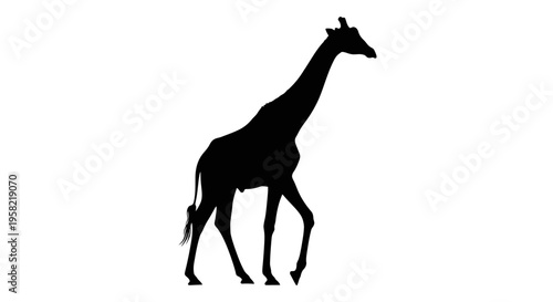 Black silhouette of a giraffe walking