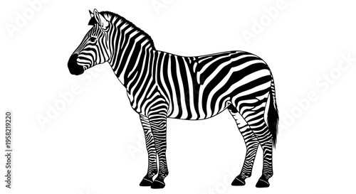 Black and white zebra standing