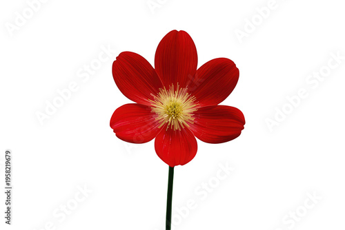 Red flower with bright yellow stamens and petals blooming, isolated with transparent background