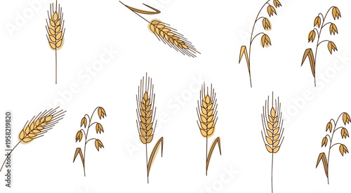Wheat and grain vector set with barley rye and cereal ears hand drawn agricultural elements for farming food and harvest illustration collection