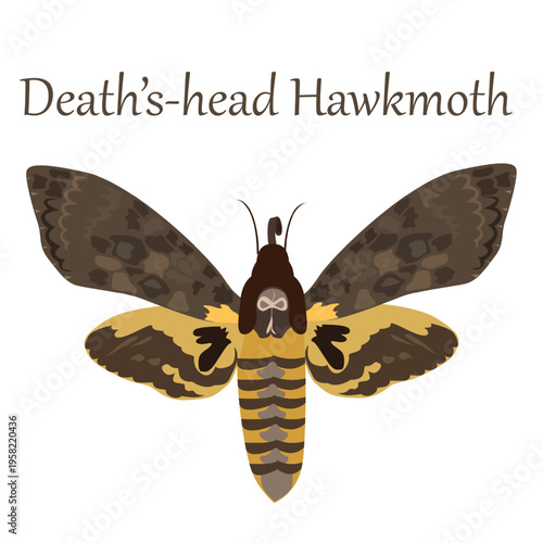 Deaths Head Hawkmoth Nocturnal Insect