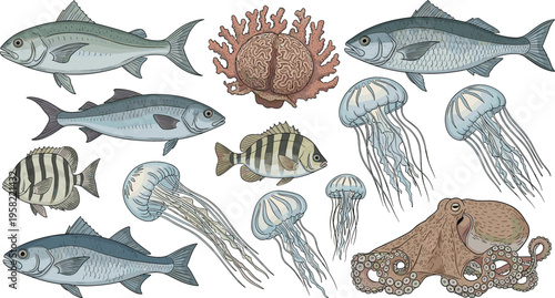 Hand drawn marine life vector set with fish jellyfish octopus and coral detailed vintage style underwater ocean animals illustration collection