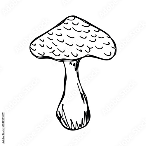 Hand drawn mushroom doodle Botanical illustration Cute autumn mushroom Healthy eco food Organic vegetarian food For stickers, greeting card, design, print, packaging, decor, kids books