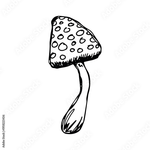 Hand drawn mushroom doodle Botanical illustration Cute autumn mushroom Healthy eco food Organic vegetarian food For stickers, greeting card, design, print, packaging, decor, kids books