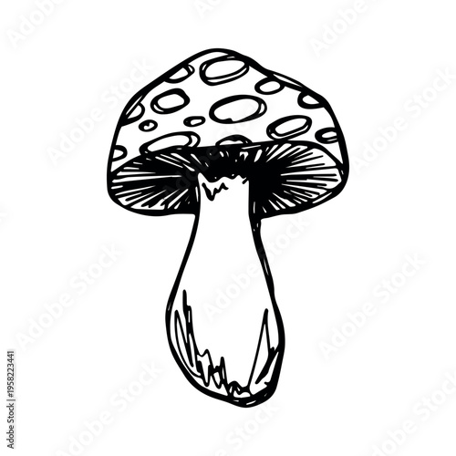 Hand drawn mushroom doodle Botanical illustration Cute autumn mushroom Healthy eco food Organic vegetarian food For stickers, greeting card, design, print, packaging, decor, kids books
