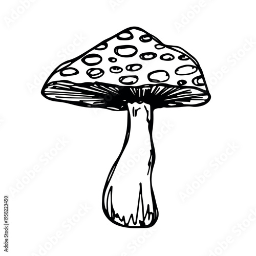 Hand drawn mushroom doodle Botanical illustration Cute autumn mushroom Healthy eco food Organic vegetarian food For stickers, greeting card, design, print, packaging, decor, kids books