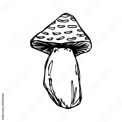 Hand drawn mushroom doodle Botanical illustration Cute autumn mushroom Healthy eco food Organic vegetarian food For stickers, greeting card, design, print, packaging, decor, kids books