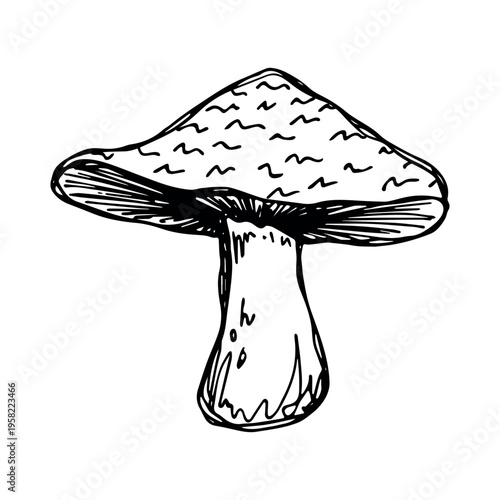 Hand drawn mushroom doodle Botanical illustration Cute autumn mushroom Healthy eco food Organic vegetarian food For stickers, greeting card, design, print, packaging, decor, kids books